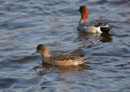 Image of Eurasian Wigeon