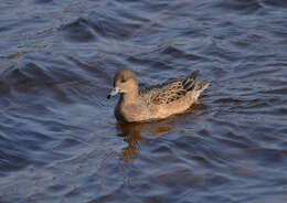 Image of Eurasian Wigeon