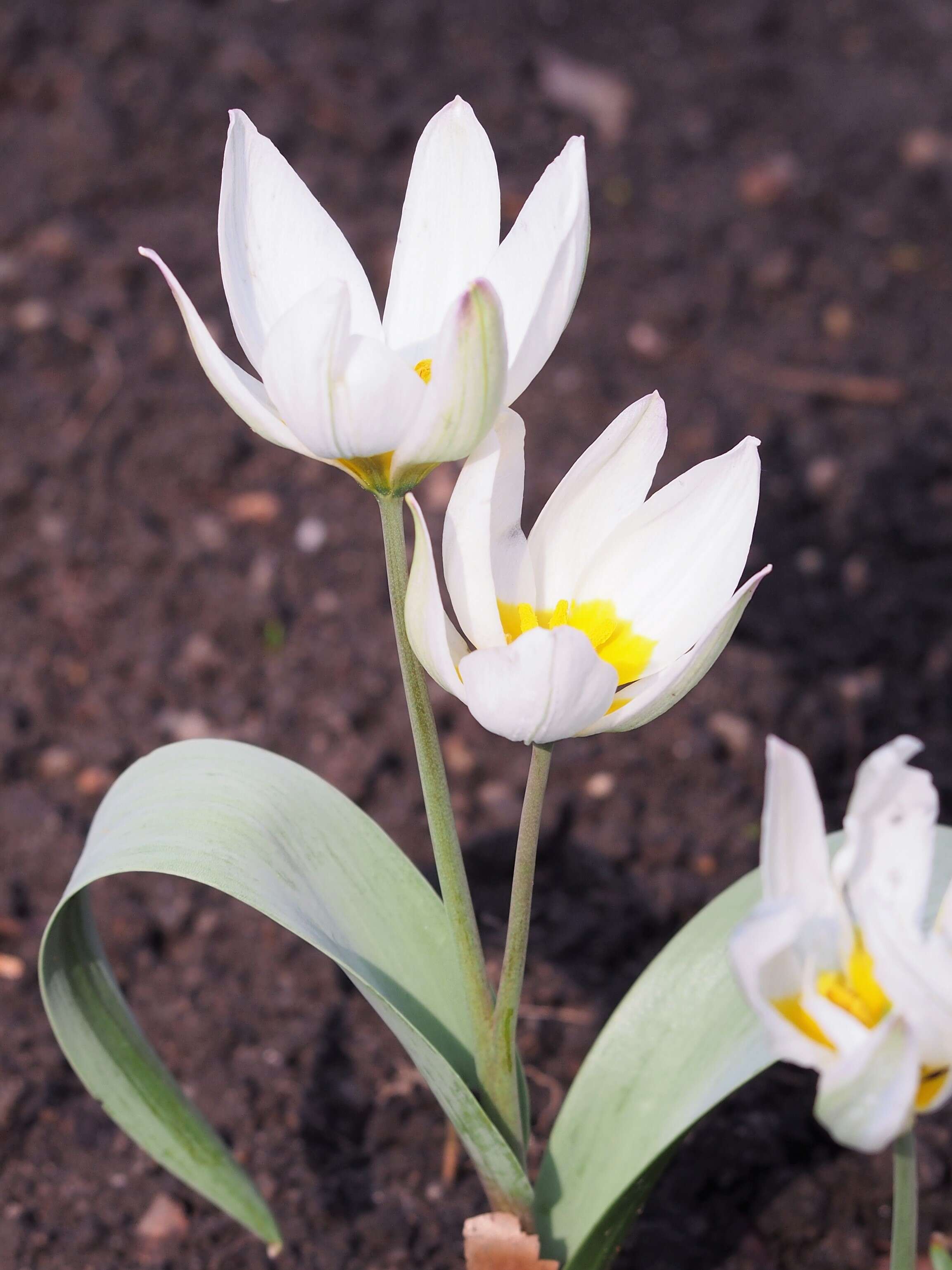 Image de Tulipa biflora Pall.