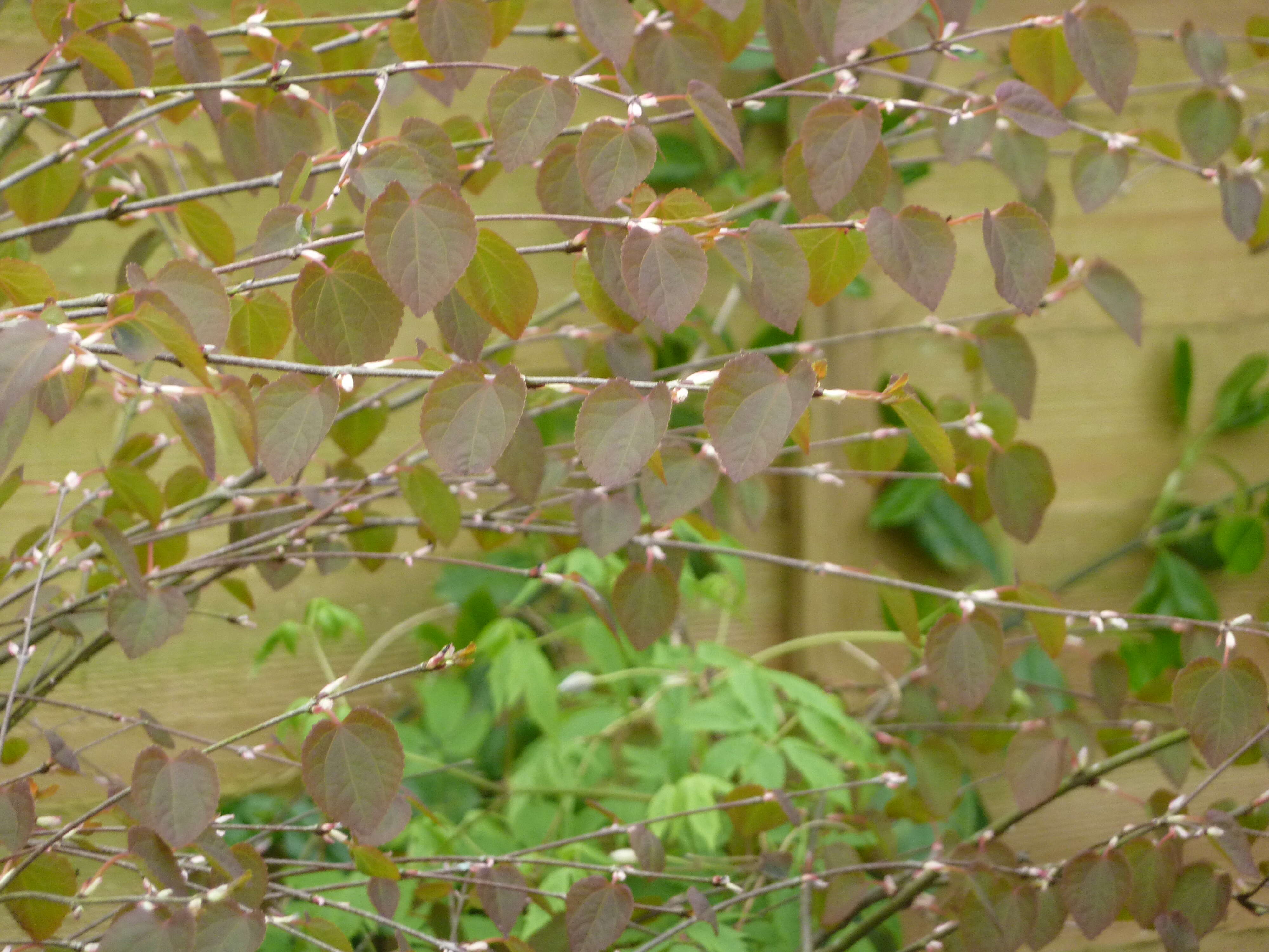 Image of katsura tree family