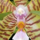 Image of Phalaenopsis reichenbachiana Rchb. fil. & Sander