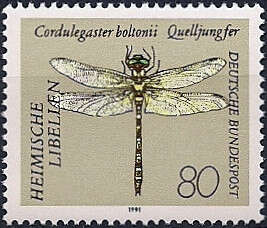 Image of golden-ringed dragonfly