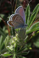 Image of Plebejus melissa