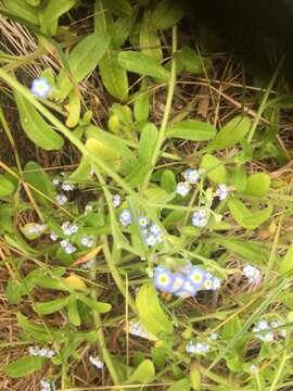 Image of Azores forget-me-not