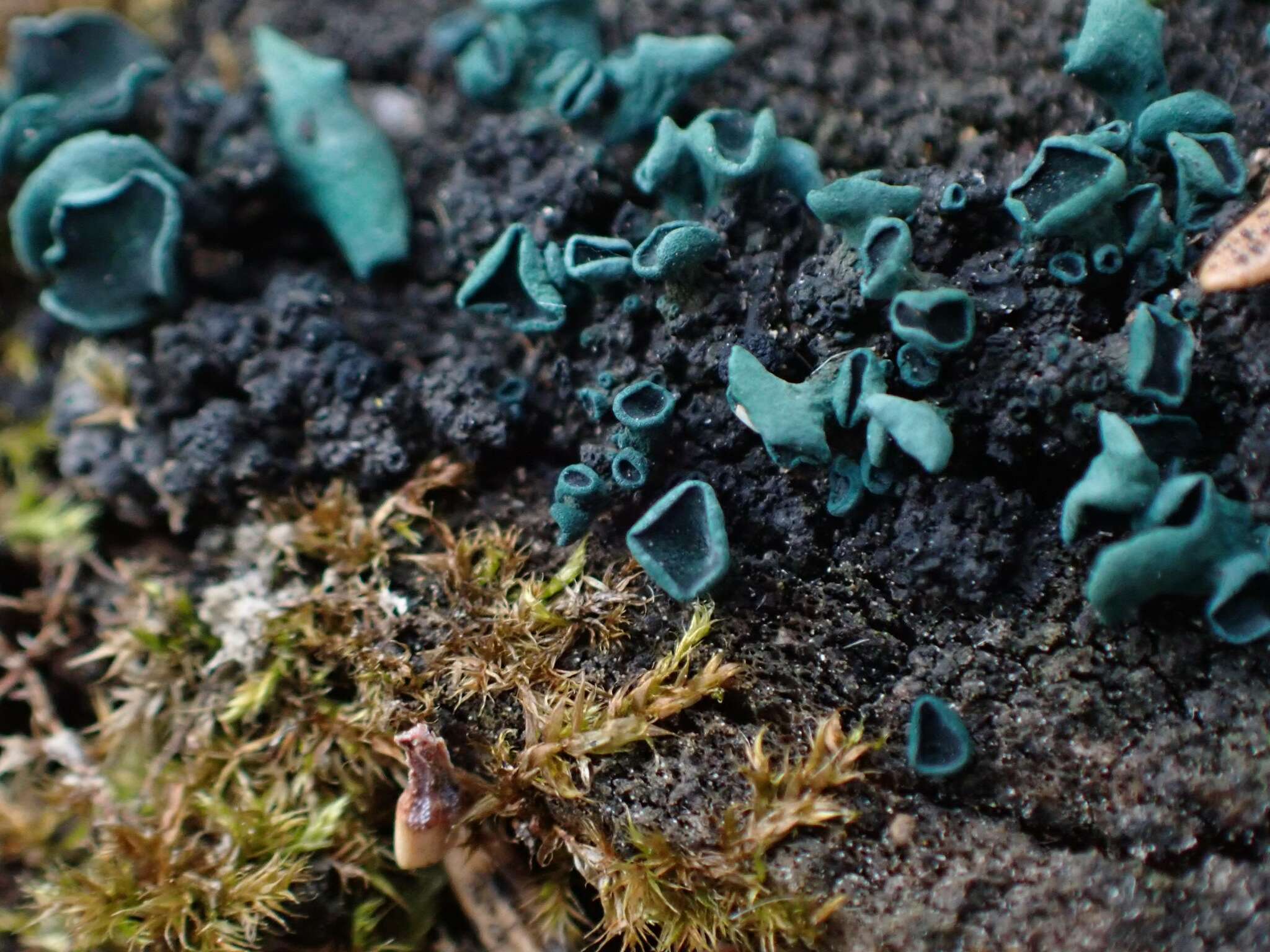 Image of Chlorociboria aeruginascens (Nyl.) Kanouse ex C. S. Ramamurthi, Korf & L. R. Batra 1958