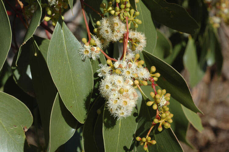 Image of Eucalyptus populnea F. Müll.