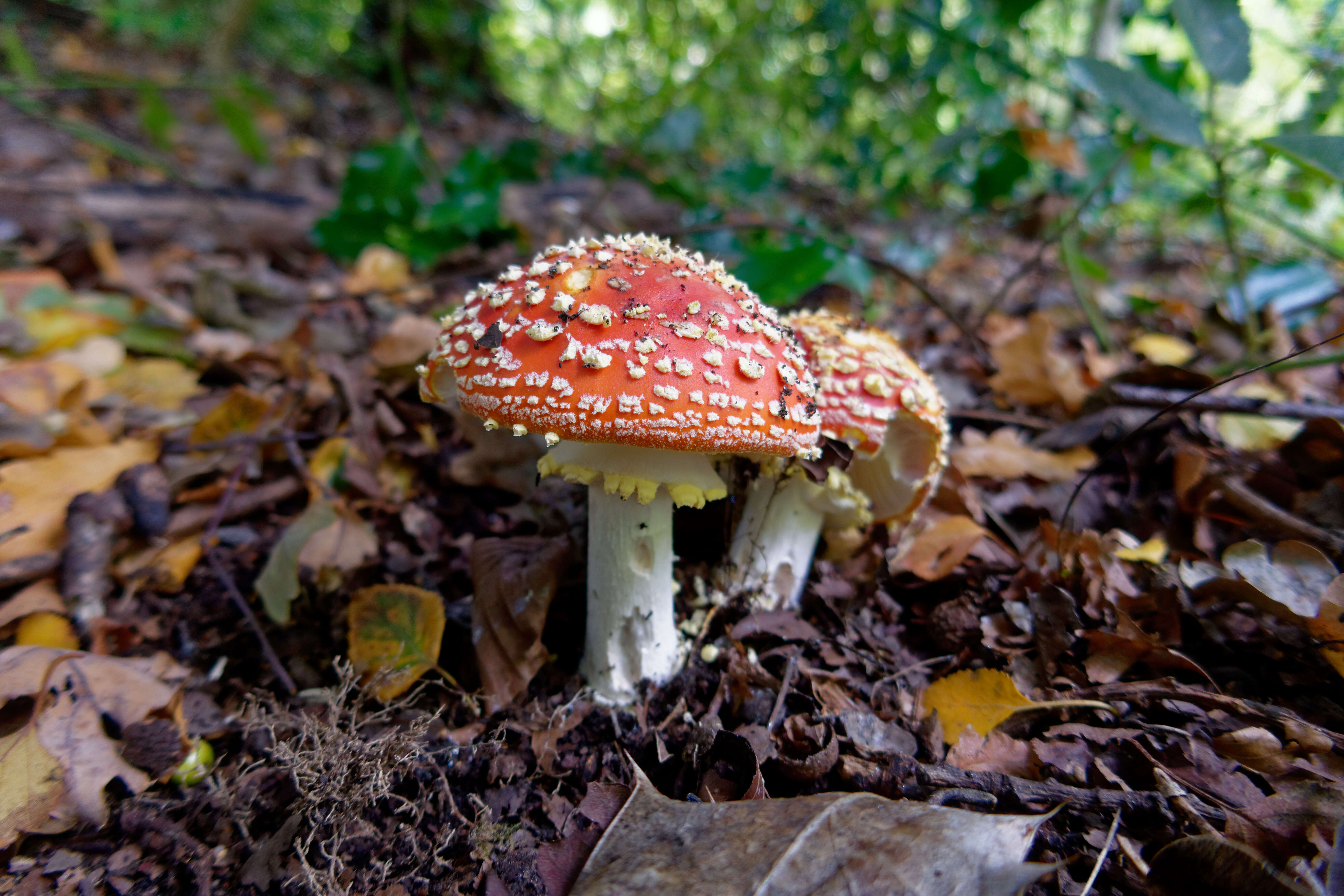 Image of Fly agaric