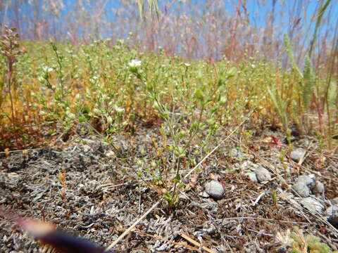 Image of Thyme-leaved Sandwort