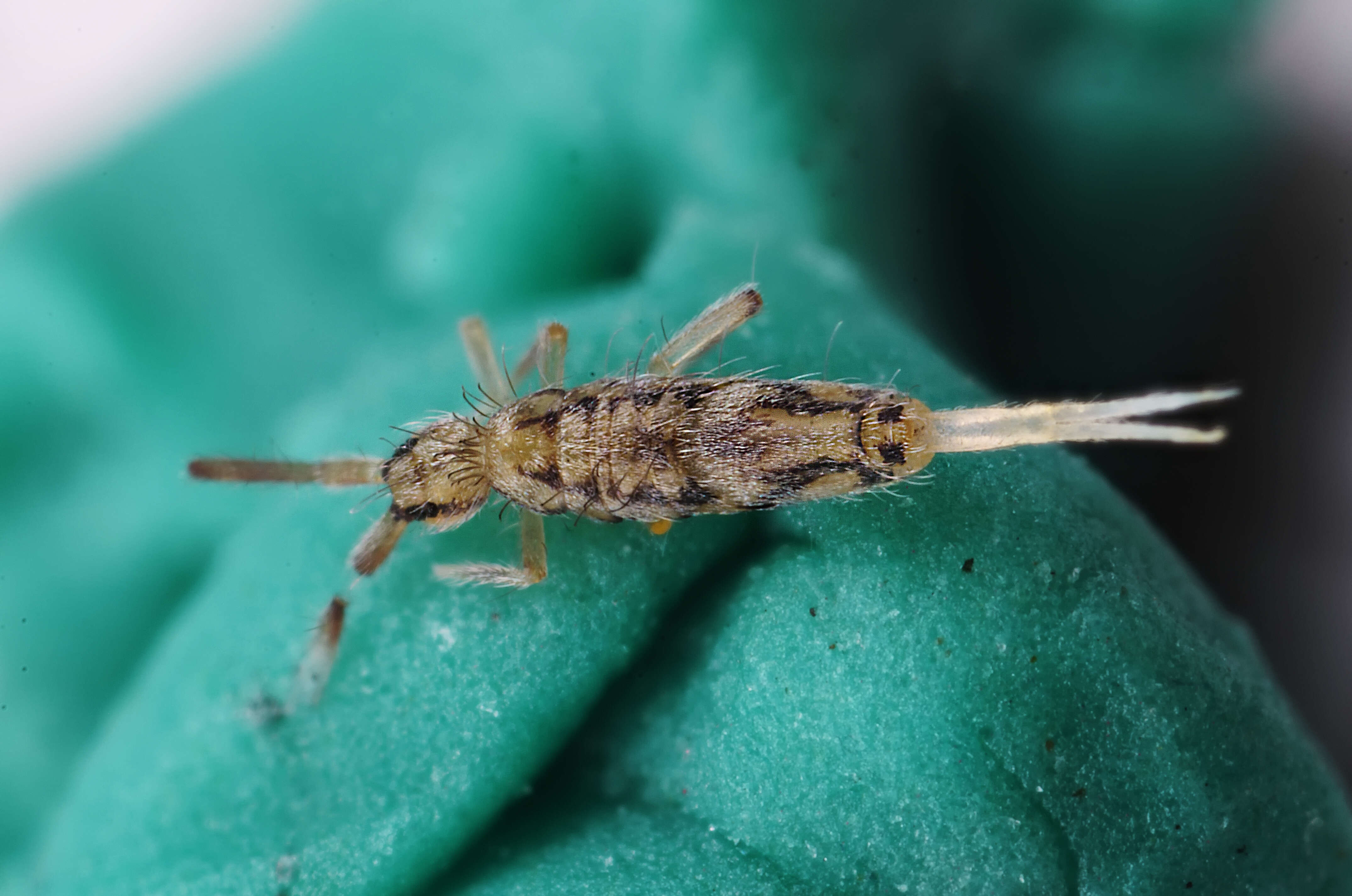 Image of Entomobrya