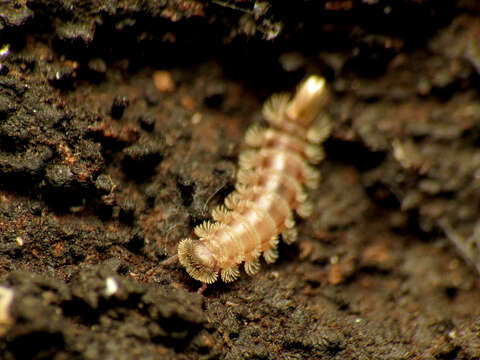 Image of bristly millipede