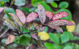 Pseudowintera colorata (Raoul) Dandy resmi