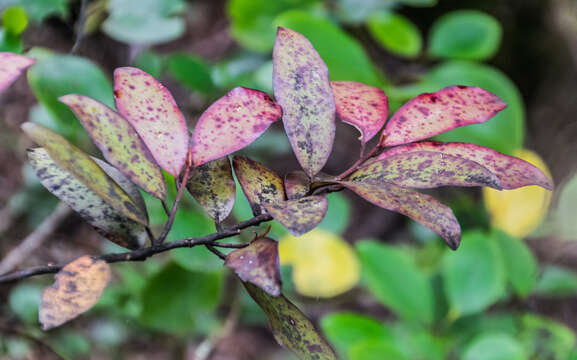 Image of Pseudowintera colorata (Raoul) Dandy