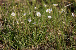 Image of field chickweed