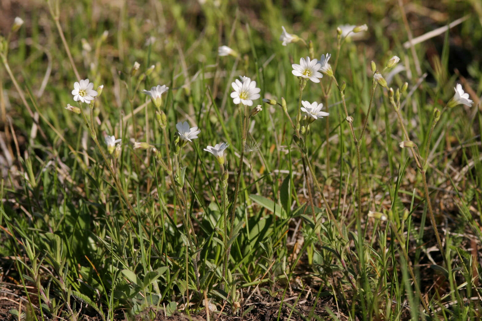 Image of field chickweed