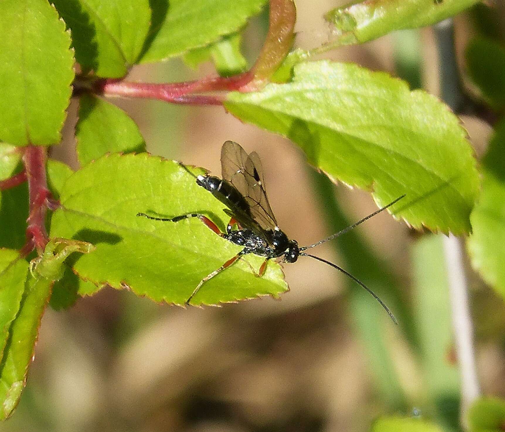 Image of Ichneumon