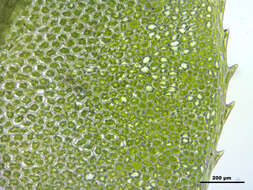 Image of intermediate plagiomnium moss