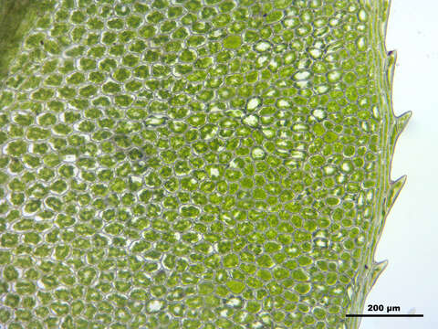 Image of intermediate plagiomnium moss