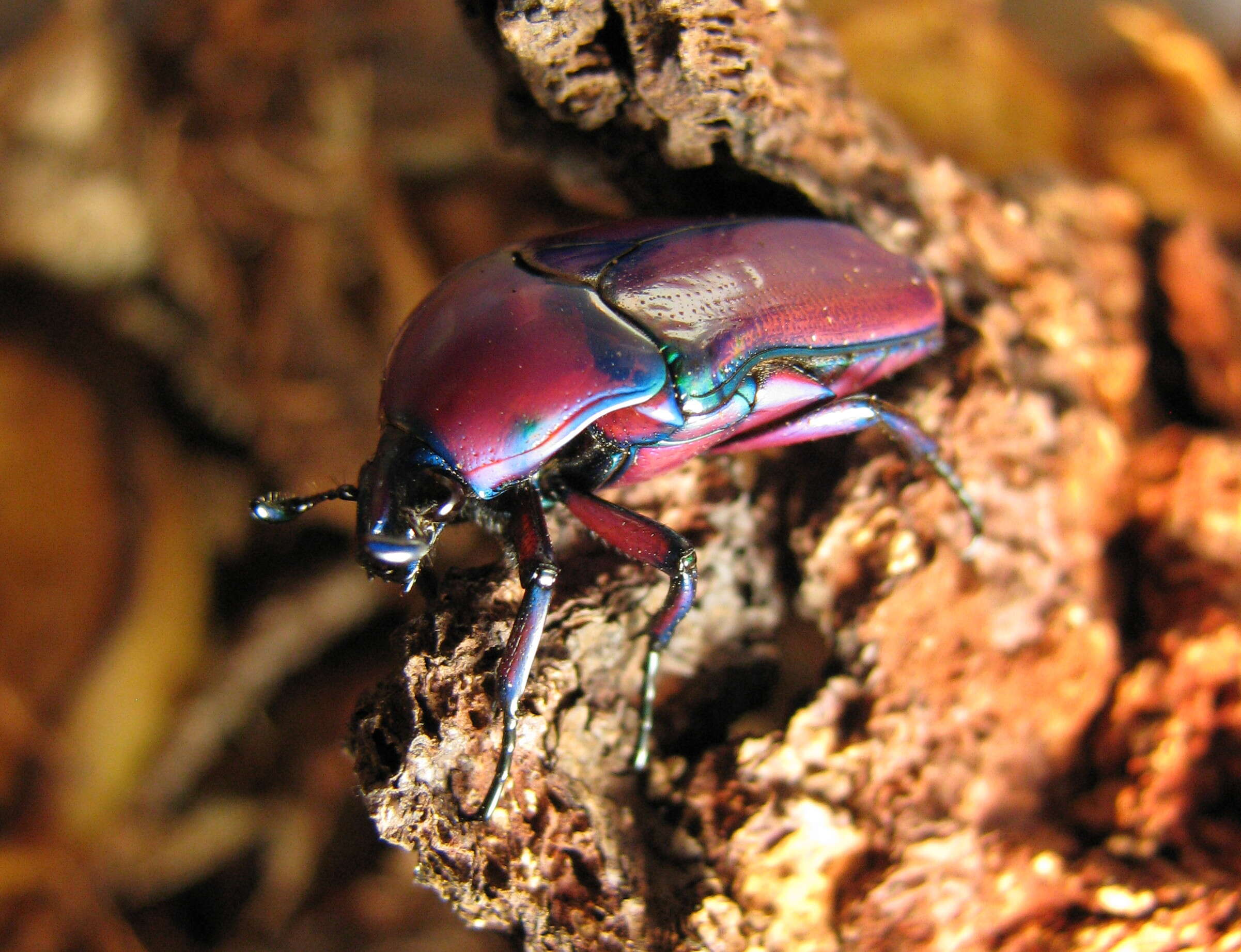 Image de Chlorocala africana (Drury 1773)