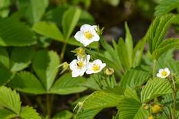 Image of woodland strawberry