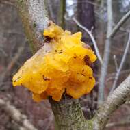 Image of Witches butter