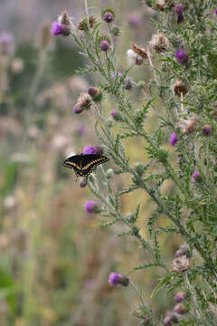 Image of Black Swallowtail