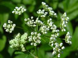 Imagem de Chaerophyllum aromaticum L.