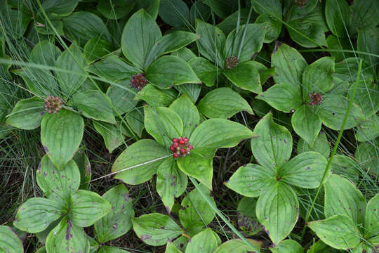 Image of bunchberry dogwood