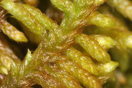 Image of rhytidium moss