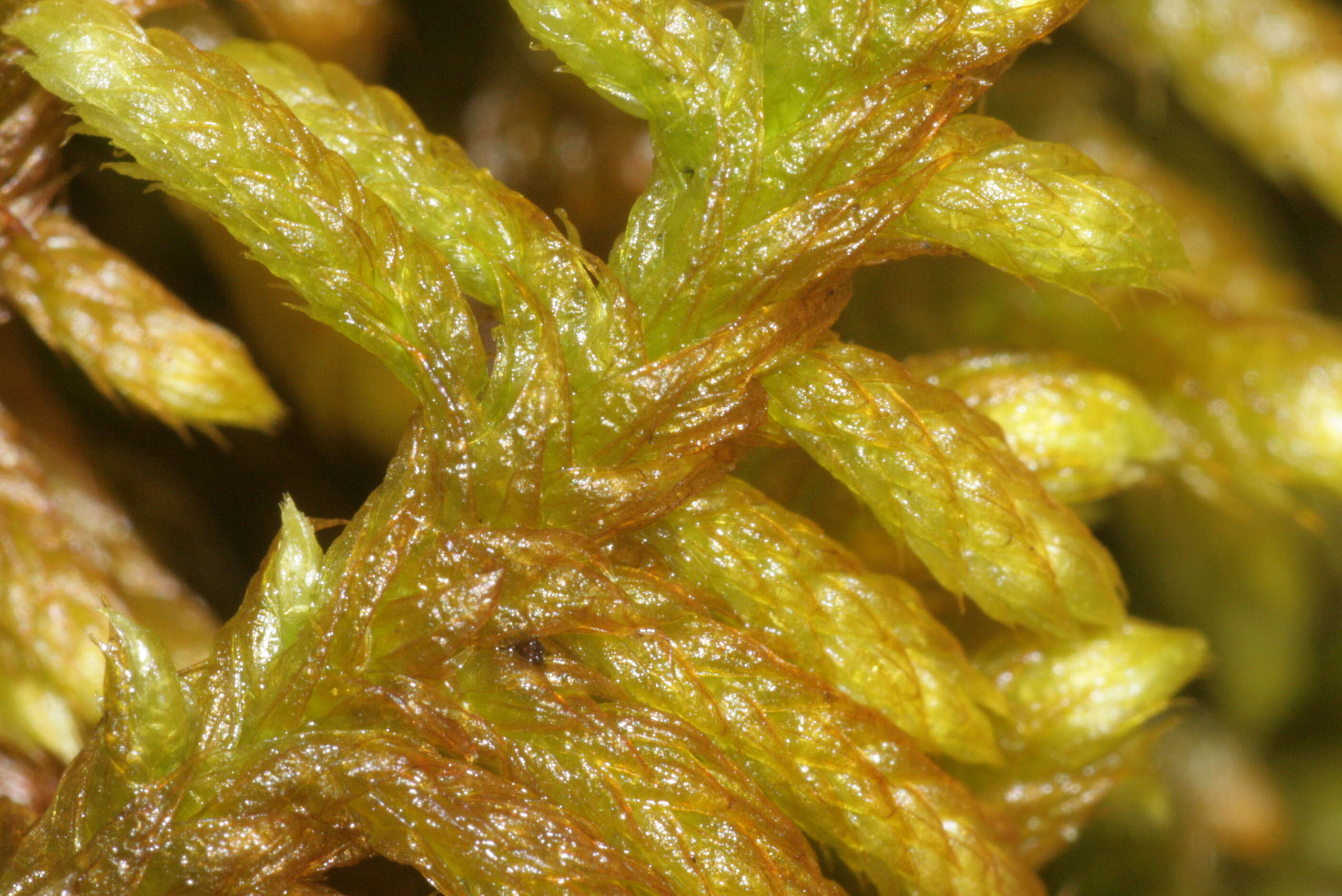 Image of rhytidium moss