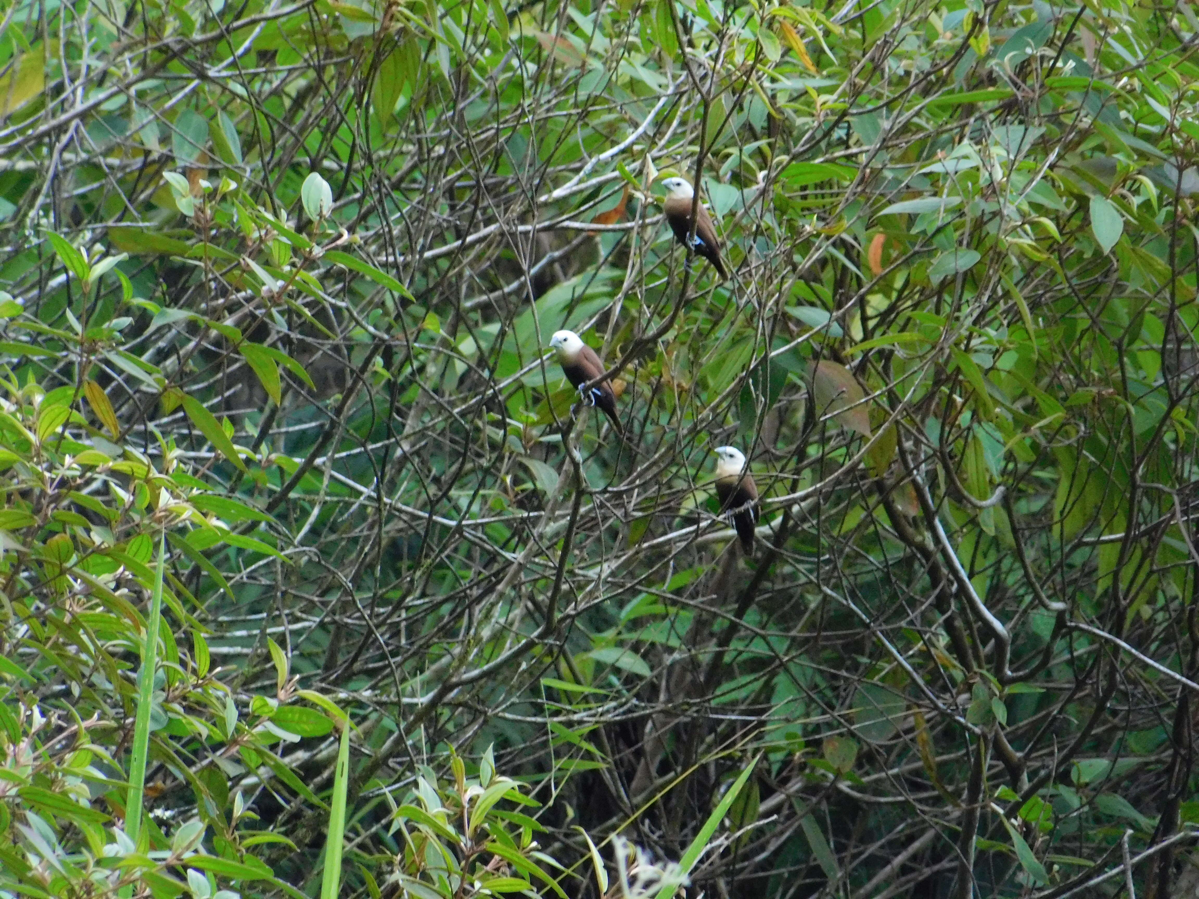 Image of White-headed Munia