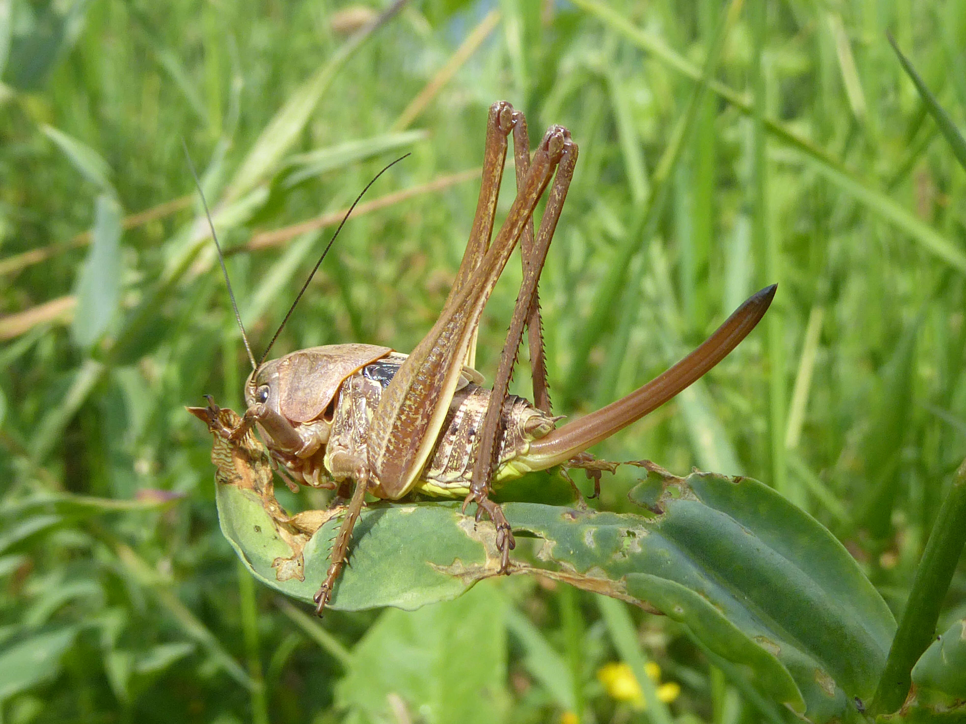 Image of Decticus