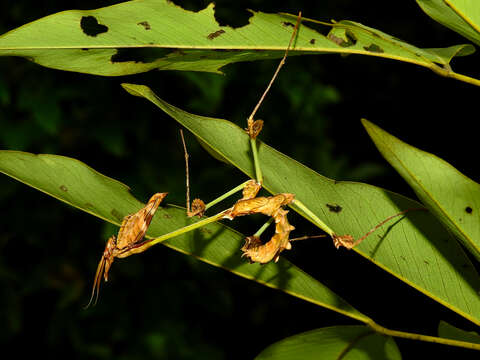 Image of Gongylus