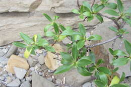 Myoporum insulare R. Br. resmi