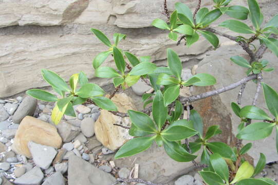 Image de Myoporum insulare R. Br.