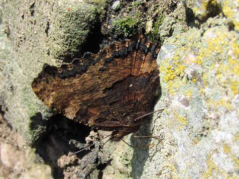 Image of large tortoiseshell