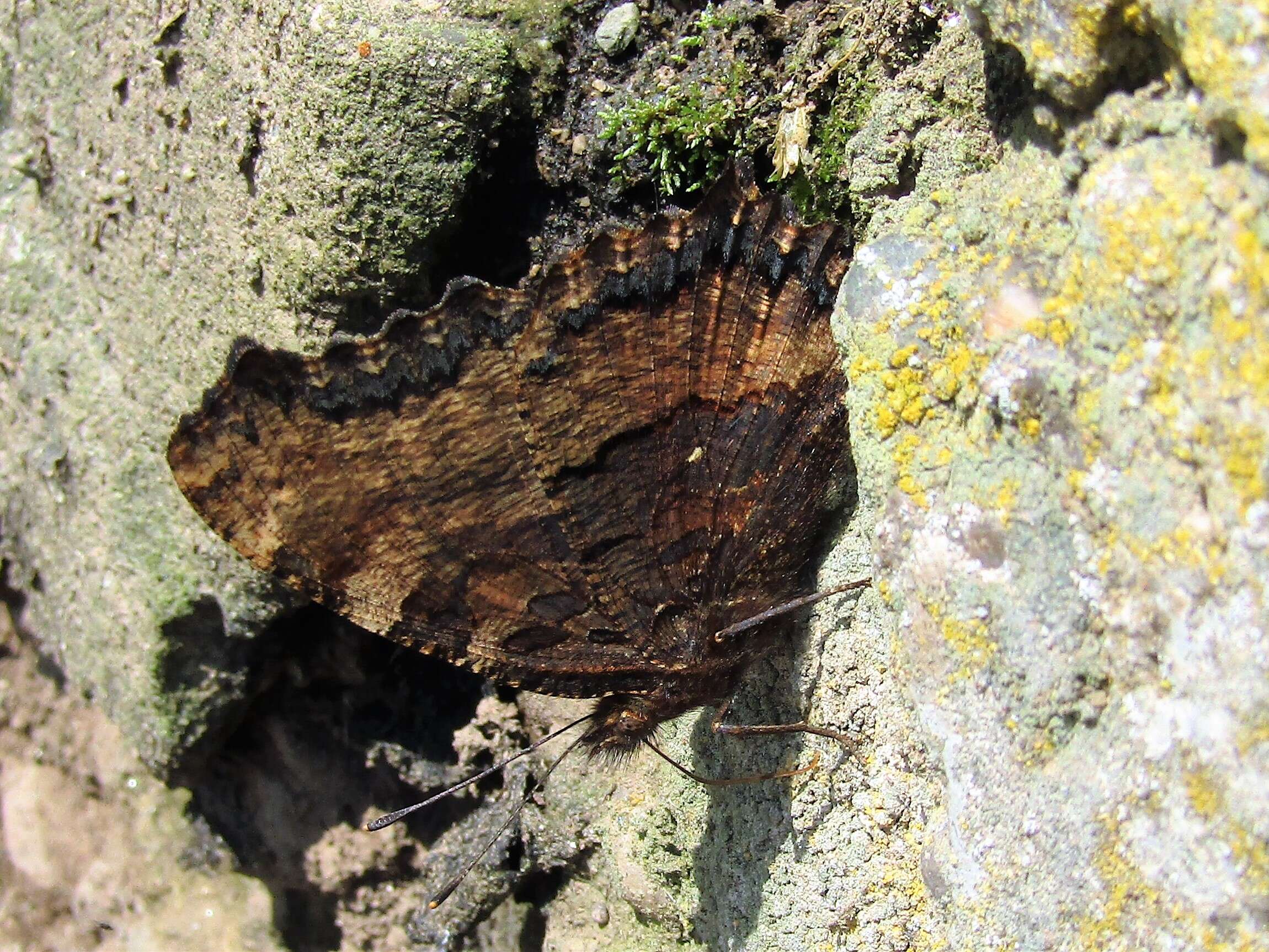 Nymphalis polychloros Linnaeus 1758 resmi