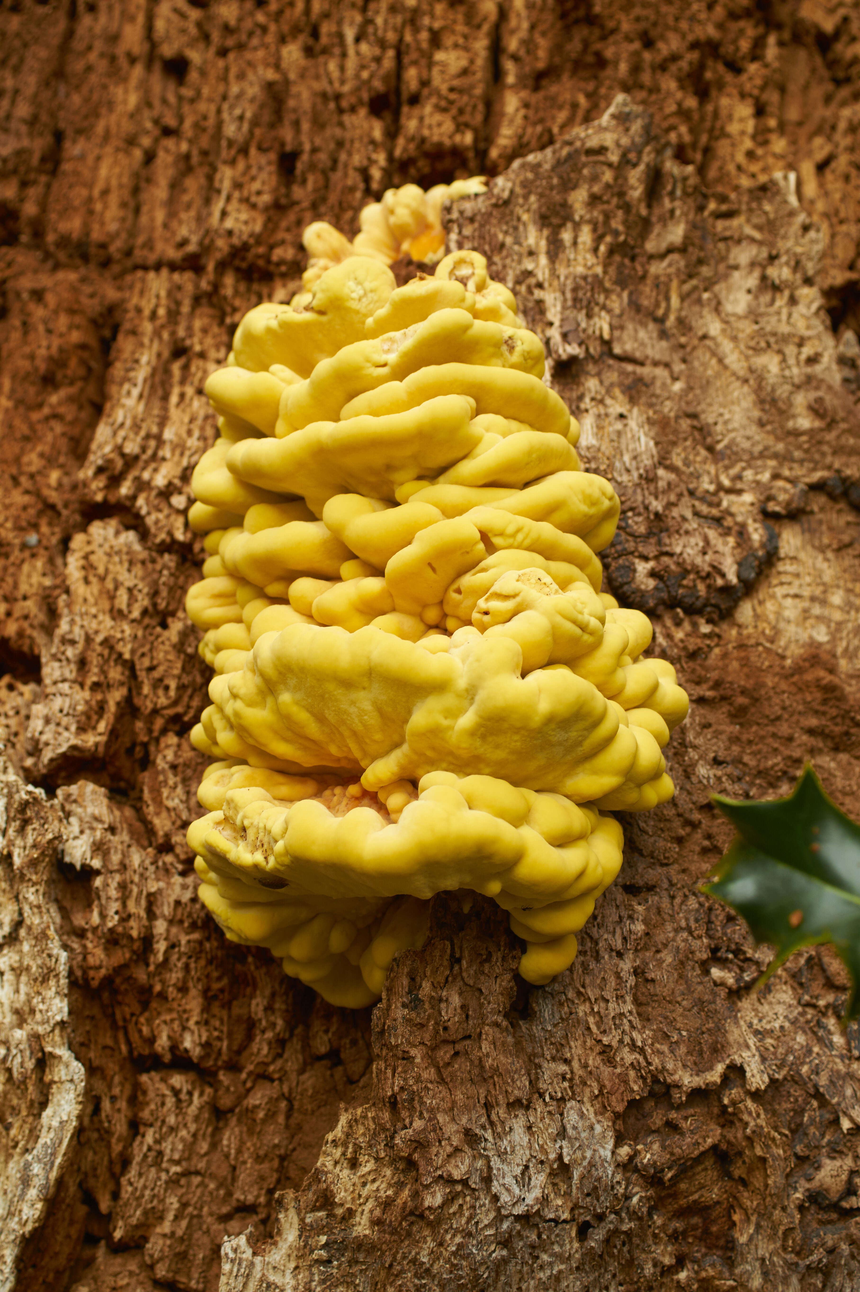 Image de Polypore soufré