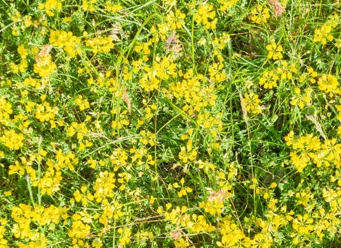 Image of Horseshoe-vetch