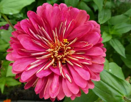 Image of ELEGANT ZINNIA