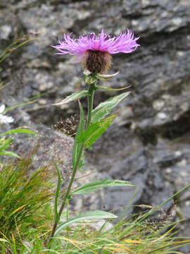 Centaurea nervosa Willd. resmi