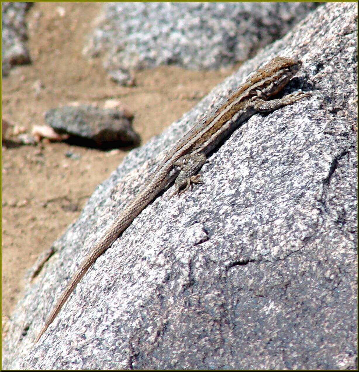 Image of common side-blotched lizard