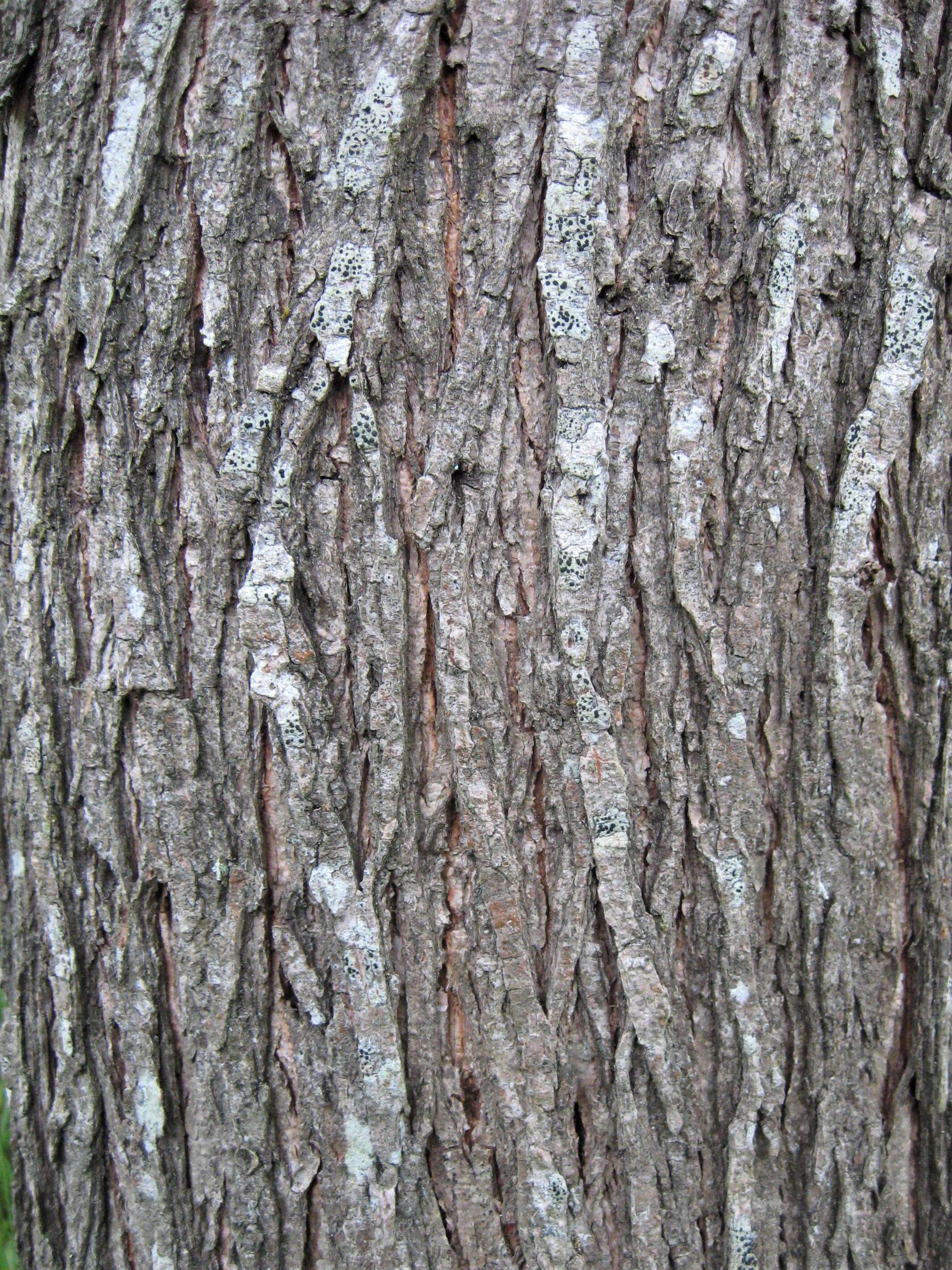 Image of elm