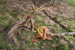 Image of shellbark hickory