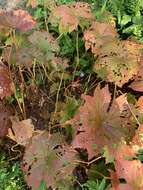 Image of American umbrellaleaf