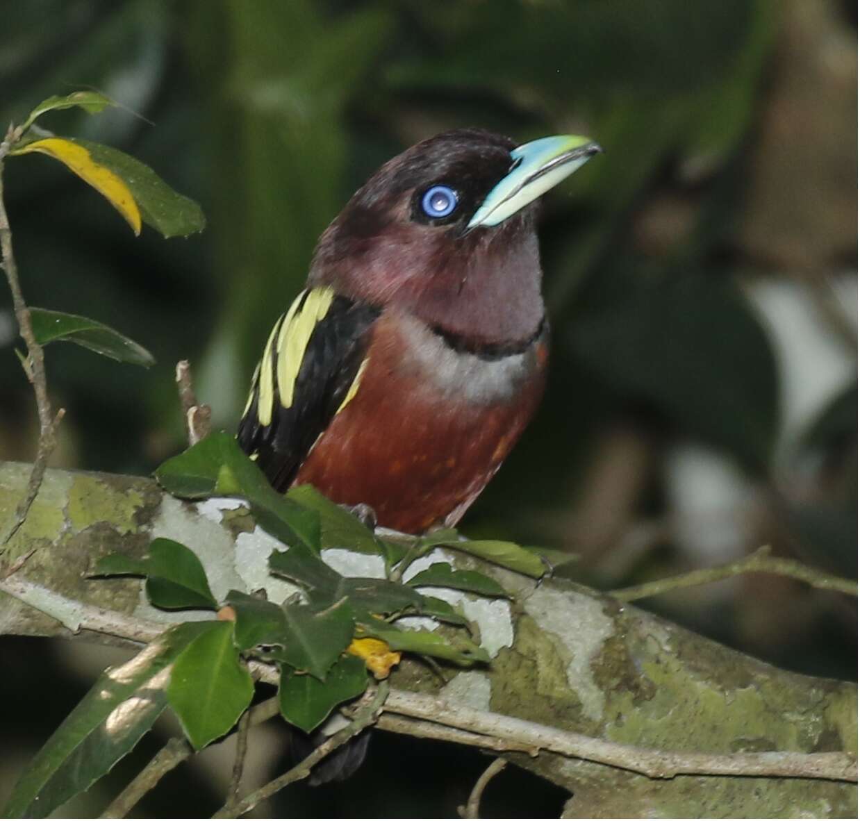 Image of Banded Broadbill