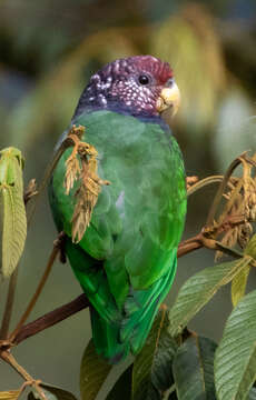 Image of Speckle-faced Parrot