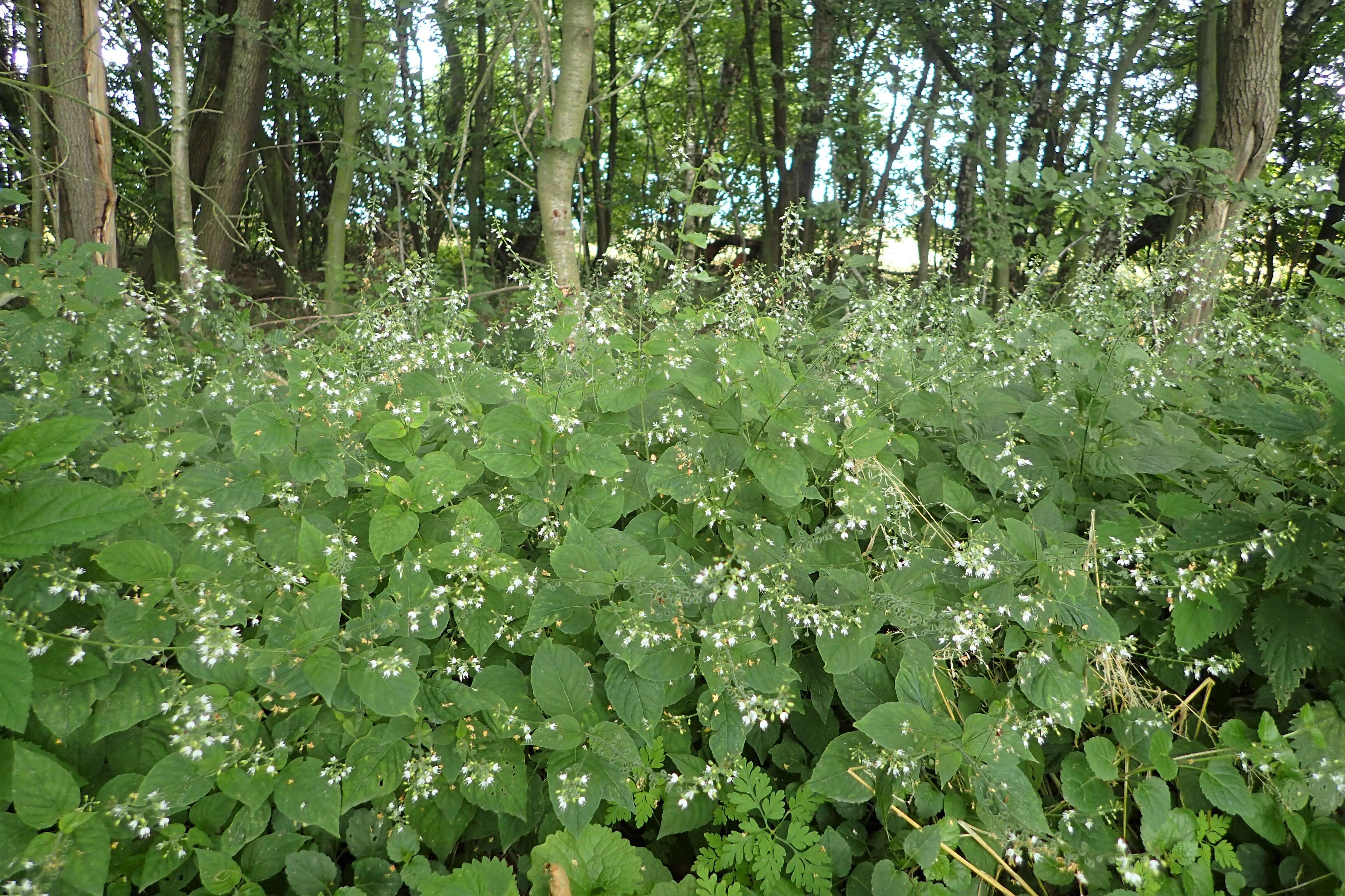 Plancia ëd Circaea lutetiana L.