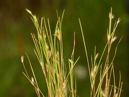 Imagem de Juncus bufonius L.