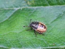 Image of sloe bug