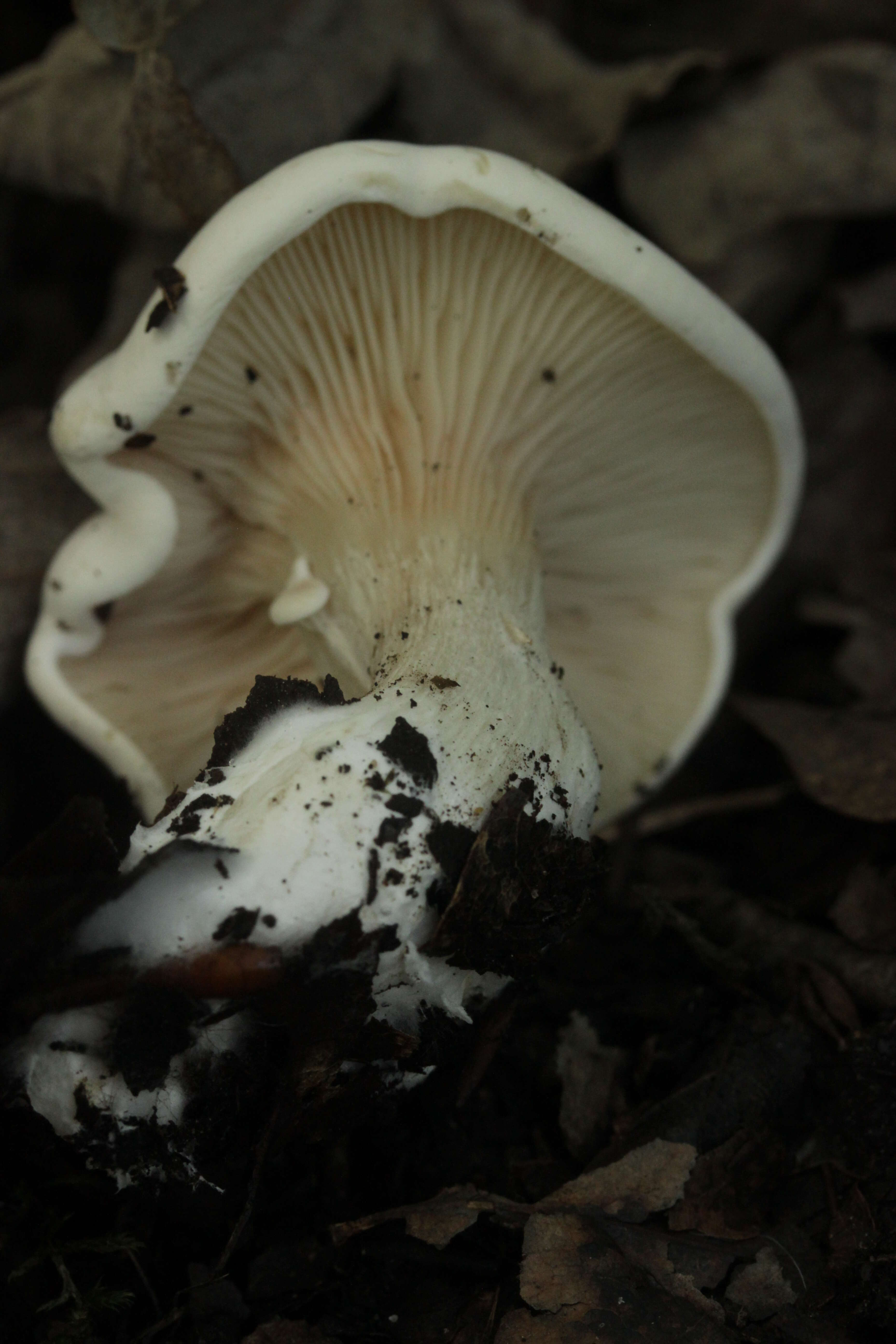 Image of Sweetbread mushroom